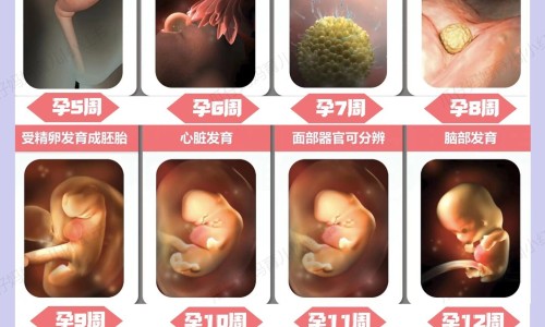药店白芷每斤价格多少钱-专业药店白芷多少钱一克平台-白芷的价钱是多少一斤